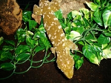 male leachie