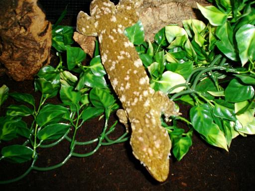 male leachie
