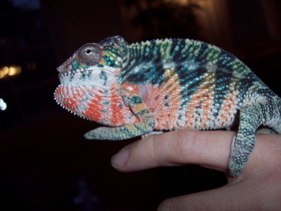 Sir Lancelot