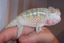 Less than three months old!!!