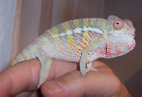 Less than three months old!!!