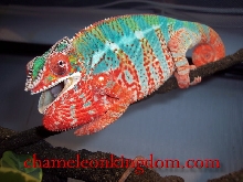 Sir Lancelot