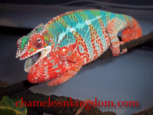 Sir Lancelot