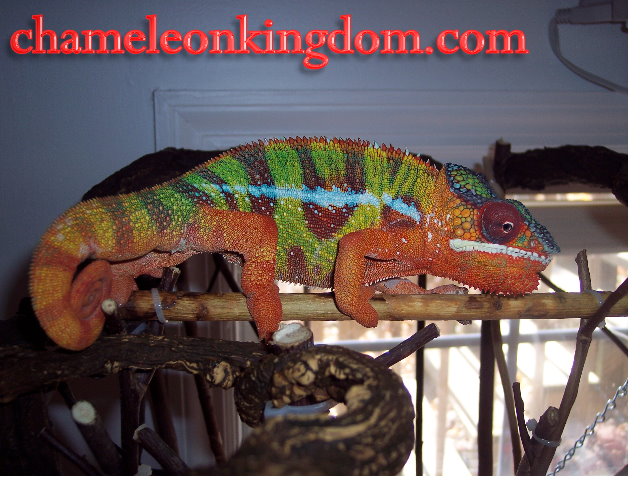 King Tut