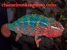 Sir Lancelot