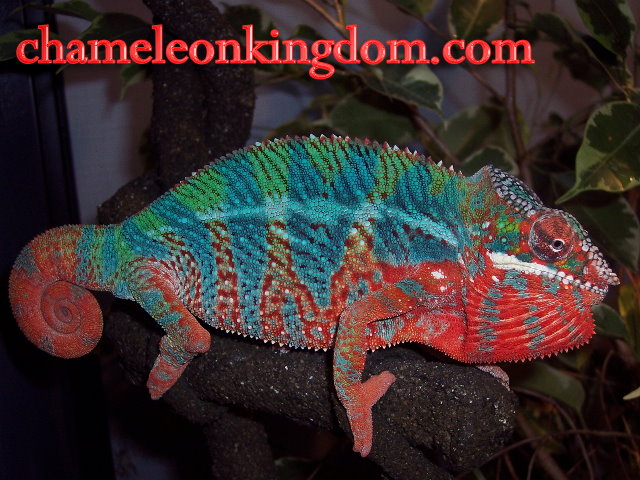 Sir Lancelot