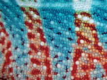 Close up