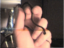 Gulf Coast Ribbon Snake