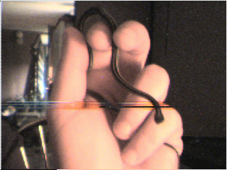 Gulf Coast Ribbon Snake