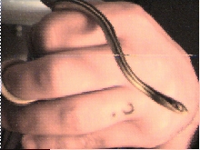Gulf Coast Ribbon Snake