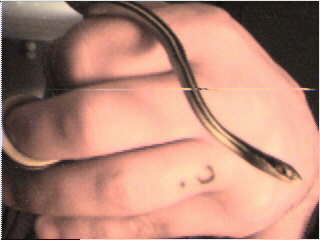 Gulf Coast Ribbon Snake