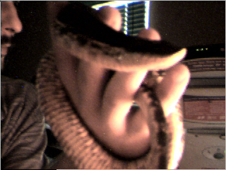 Eastern Hognose
