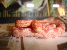 Pre shed.