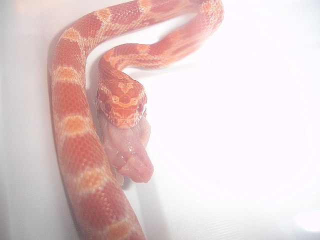 Feeding time for the young one...