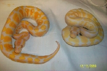 albino and lavender albino pic