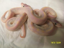 opal diamond post shed
