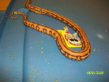 sunfire super tiger het albino