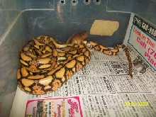 sunfire tiger het albino