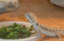 Beardie eating