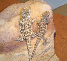 Peach beardies