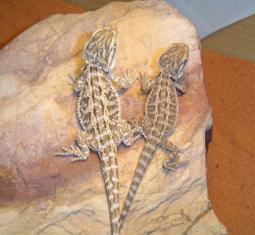 Peach beardies