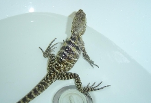 Water Dragon 1