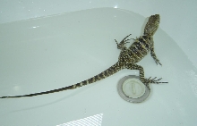 Water Dragon 1