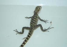 Water Draogn 2