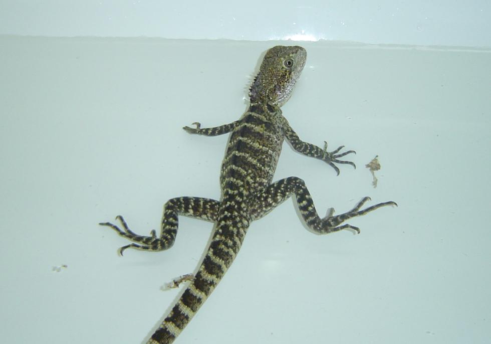 Water Draogn 2