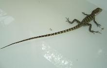 Water Dragon 2