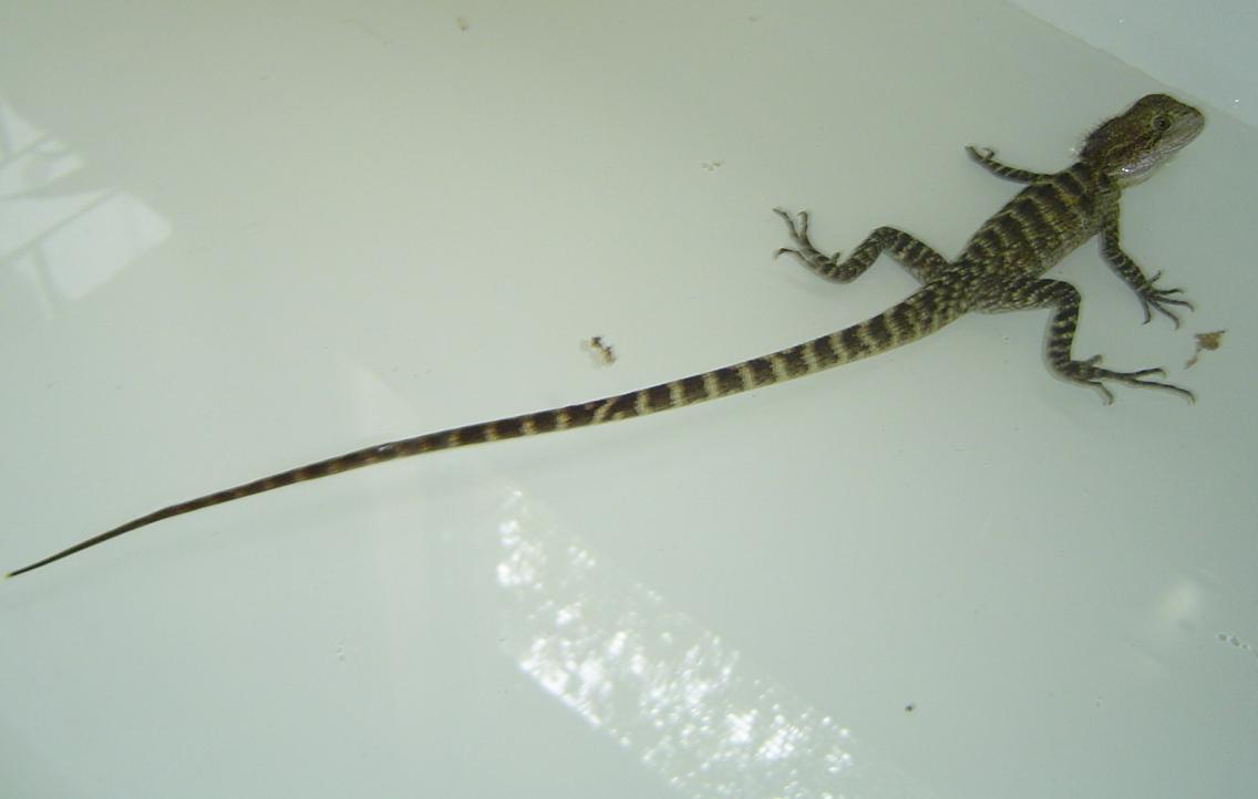 Water Dragon 2