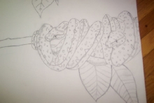 green tree python pencial