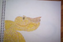 eyelash viper pastelle