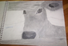 jersey cow