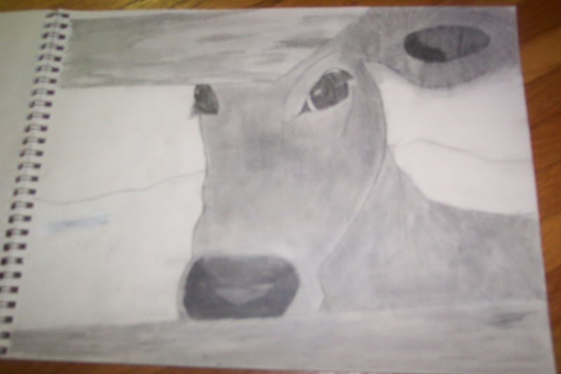 jersey cow