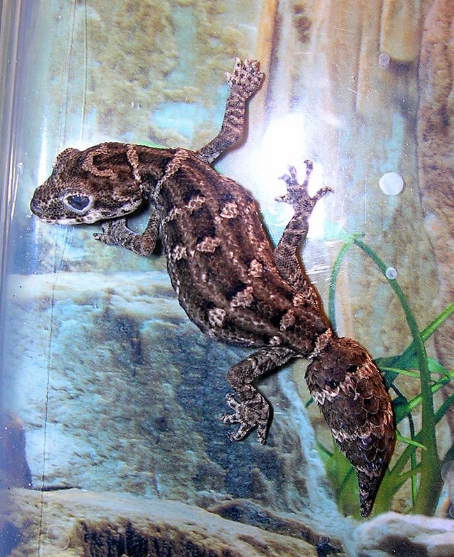 viper gecko on wall