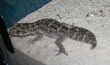 viper gecko