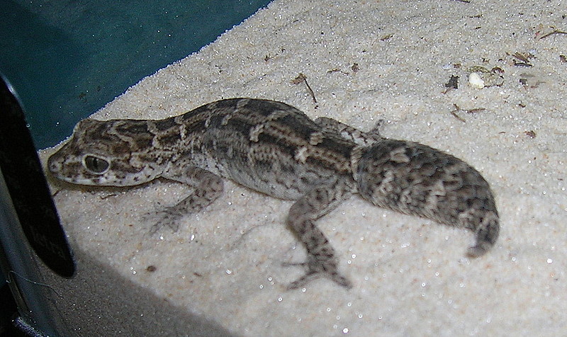 viper gecko