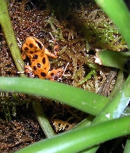 bastimentos pumilio