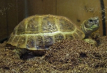 Russian Tortoise