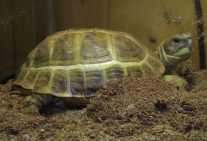 Russian Tortoise