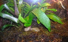 imitator tank