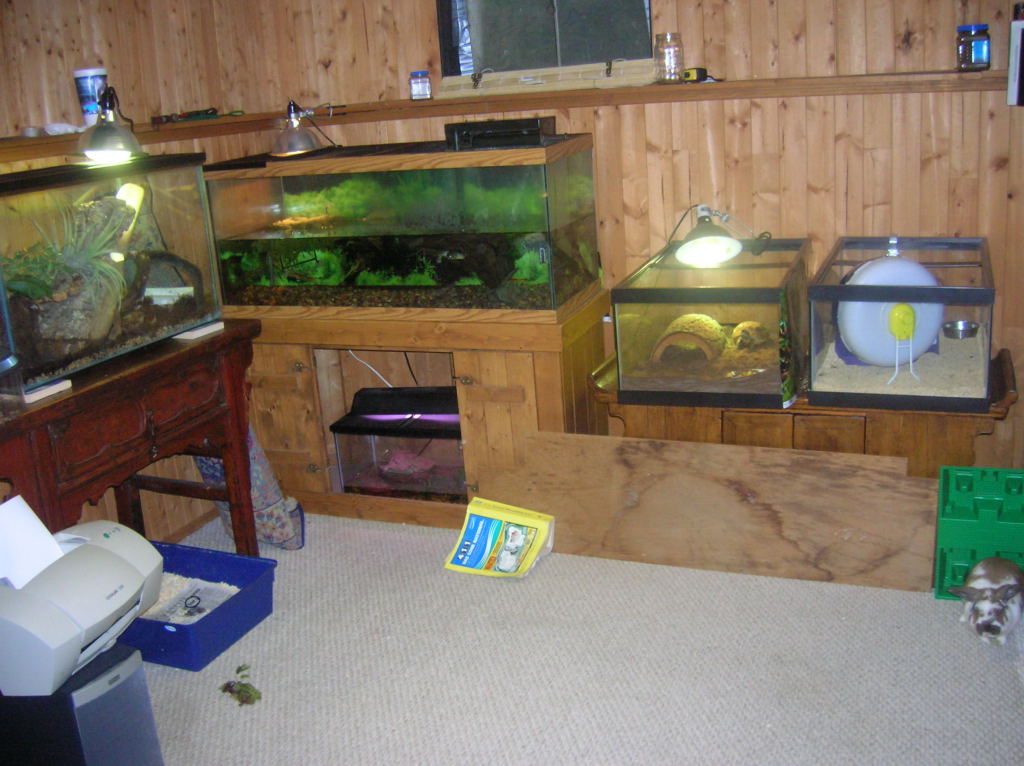some of herps