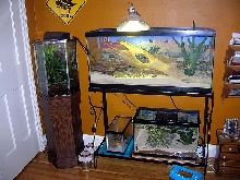 Lawsons Dragon Tank