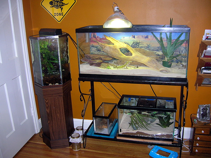Lawsons Dragon Tank