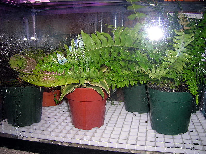 Plant tank