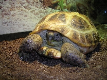 Russian Tortoise