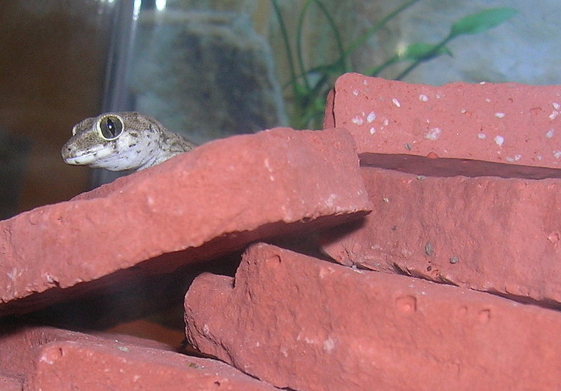 viper gecko