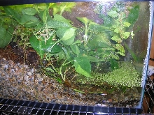 newt tank
