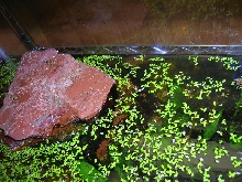 newt tank